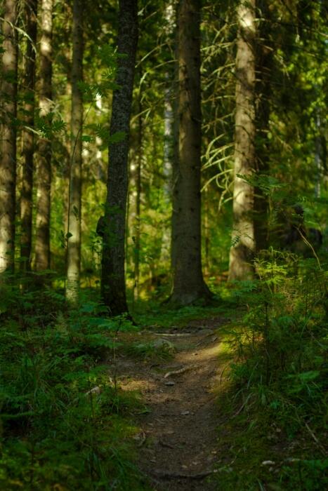 Vehreä metsäpolku